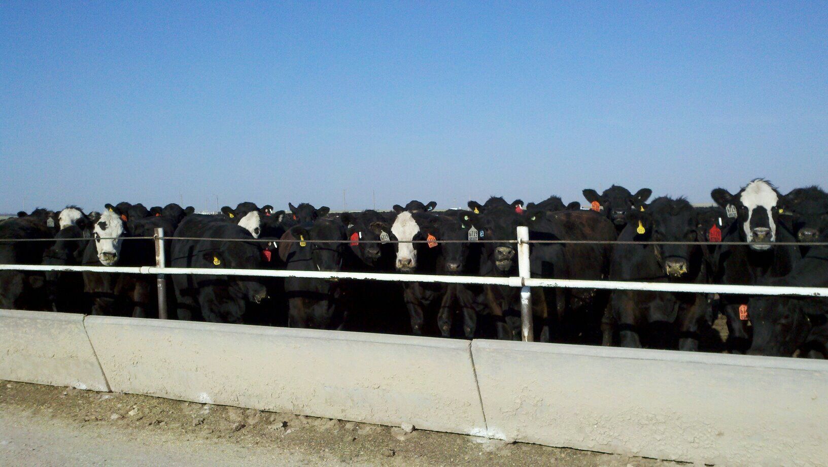 FL Feeders at Bunk
